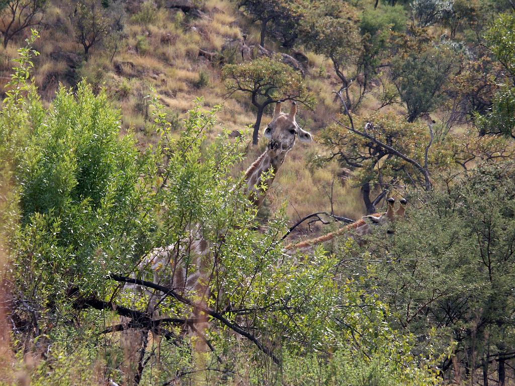 090516_Pilanesberg 114.jpg
